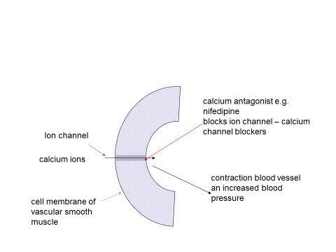 Ion movement across membranes