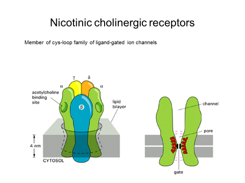 Nicotinic cholinergic receptors