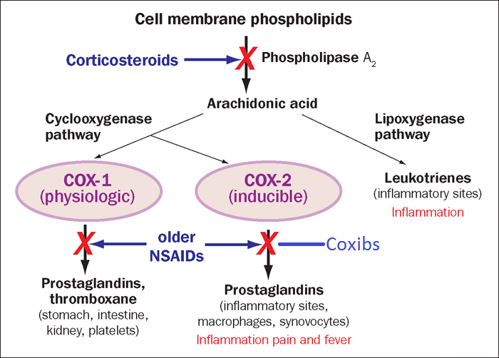 Cell membrane phopholipids