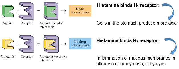 Histamine lock and key concept