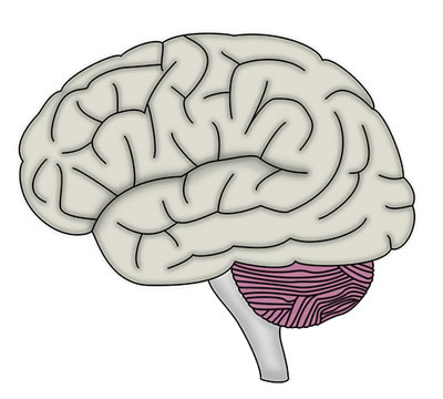 brain image