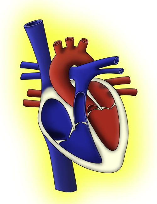 Cardiovascular shock and Obstructive shock